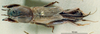CollectionObject 1536209; NMBA 3226372, d6ac422e-d751-48ba-8f26-bd921b28b9f4: female, dorsal view. (CollectionObject).