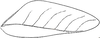Viadana (Bolivariola) conjuncta (Hebard, 1933): Pl. 3, Fig. 7. male tegmen, lateral outline showing main veins (length 34 mm). (Otu).