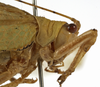 CollectionObject 1529734; 6ce18925-a8fb-4989-8352-ba52dc4f34f9: male pronotum, lateral view (holotype). (CollectionObject).