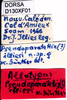CollectionObject 1585508; 5ac16827-9f07-4073-900b-d1b7aad0ac52, DORSA D130XF01: labels (allotype). (CollectionObject).