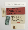 CollectionObject 1539934; 66f8b4ee-eb64-4591-ac39-60bfcc715112, MNHN-EO-ENSIF6990: labels (lectotype). (CollectionObject).