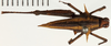 CollectionObject 1529914; NHRS NRM-ORTH 12987, 874a5db5-c31e-404d-963d-94d9b170acf5: female, dorsal view (holotype). (CollectionObject).
