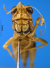 CollectionObject 1505378; fc3d23ee-c6b5-43f7-b0a7-3851a26718c4: female, frontal view (holotype). (CollectionObject).
