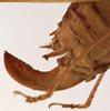 female ovipositor (syntype). Depicts CollectionObject 1534633; 28a4edff-dea8-4471-a62a-d85f9f355b5b, a CollectionObject.