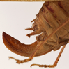 CollectionObject 1534633; 28a4edff-dea8-4471-a62a-d85f9f355b5b: female ovipositor (syntype). (CollectionObject).