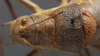 CollectionObject 1534812; 5b1ba917-4af9-475a-9f9e-61cb39195952: male pronotum, dorsal view (holotype). (CollectionObject).