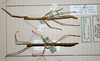 CollectionObject 1558109; aba223a8-bf3a-448c-b7a5-b0fd15327abb: copyright MHNG Geneva. female (syntypes). (CollectionObject).