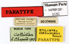 CollectionObject 1587199; MNHN(SF IMPORT DUPLICATE) MNHN-EP-EP1131, 5859c30a-8b2e-4348-a004-1a83aaba908b: CC BY-NC-ND 4.0/MNHN - Depraetere Marion - 2014. Paratype, female, of cinnamomea Hebard, 1926. Specimen number: MNHN-EP-EP1131. http://coldb.mnhn.fr/catalognumber/mnhn/ep/ep1131. (CollectionObject).