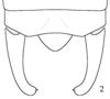 Liotrachela megastyla Ingrisch, 2002: (after holotype). male abdomen tip, dorsal view. (Otu).