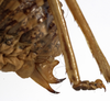 CollectionObject 1529682; c91a7663-b2a2-4fb0-9115-83dd7704a21e: female ovipositor (holotype). (CollectionObject).