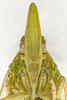 Head: !! display not done !! on Rhynchomitra microrhina (Walker, 1851): UDCC_TCN 00000916 Rhynchomitra microrhina (Walker, 1851) MALE. (Observation).
