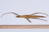 CollectionObject 1557231; afeebaae-379e-463d-bc14-7cc056aab3a8: copyright NHBM, Basel. female (syntype). (CollectionObject).;CollectionObject 1557232; 2b50f075-48ad-4d8a-b9c4-87f8fc2837f9: copyright NHBM, Basel. female (syntype). (CollectionObject).