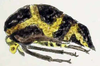 Habitus, lateral view on Adippe testudo Buckton, 1903: (Observation).