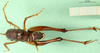 CollectionObject 1580543; 44d671ea-4d02-4395-8419-b3cc06d2ba50: male, dorsal view (Rhaphidophora picea). (CollectionObject).