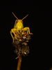 CollectionObject 2008377; 261012b7-29fb-44df-a485-f1240cb8327c: green male alive, frontal view. (CollectionObject).