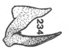 Aedeagus, lateral view on Anisostylus stylatus Caldwell, 1949: (Observation).