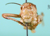 CollectionObject 1502526; 58308c5b-b63b-46e4-b557-1664722d3dc5: male, frontal view (paratype of Isophya tenuicerca). (CollectionObject).
