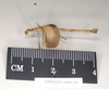 CollectionObject 1560629; 4f1e263e-c78a-4e70-8a15-e4ebcc5b90c0: copyright Natural History Museum, London. male, lateral view (paralectotype). (CollectionObject).;CollectionObject 1560630; 81cde4ba-3fde-4f61-9420-4172a1b4f9c5: copyright Natural History Museum, London. male, lateral view (paralectotype). (CollectionObject).