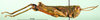 CollectionObject 1501307; f5261c29-1914-4ae2-ba55-cb7885476066: male, lateral view (holotype). (CollectionObject).