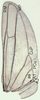 Hind wing: !! display not done !! on Empoasca (Empoasca) fabae (Harris, 1841): (Observation).