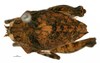 CollectionObject 1567871; ee82e13e-0e05-4d5f-9a55-b456594a9f91: female, dorsal view (paralectotype). (CollectionObject).