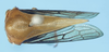 Habitus, dorsal view on Darnoides impressus Stål, 1870 now Darnoides limbata Fairmaire, 1847: (Observation).