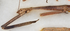 CollectionObject 1557657; USNM(SF IMPORT DUPLICATE) 6979, 77c18e84-e2f7-4abf-824c-6ae28f636772: copyright USNM, Washington. (CollectionObject).