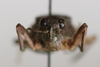 CollectionObject 1528830; cad8b65c-ed44-40ec-b434-46d3f880de45: male, frontal view (holotype). (CollectionObject).