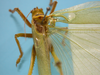 CollectionObject 1542786; DEES #10054, 279e0255-d7ff-4135-a200-5504624c8644: male, stridulatory area dorsal view (holotype). (CollectionObject).