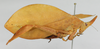 CollectionObject 1542258; INBio CRI000259352, 44dd512d-b8c0-477d-98c8-28ea6da1d25d: female, entire body, lateral view (specimen from Costa Rica). (CollectionObject).