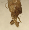 CollectionObject 1529781; 66931fa1-2cb6-499b-820f-e8f28854dfad: male cerci (holotype). (CollectionObject).