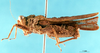 CollectionObject 1505361; 8088e0ad-bd23-477f-a0a0-cc09bc18c578: male, lateral view (holotype). (CollectionObject).