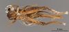 CollectionObject 2804362; 76876596-6ba0-4a8e-866e-eb3dc74d376e, FCE- GY 79, occurrenceID:- GY 79: URUGUAY -Paysandú,Puerto Pepeají, 1-XII-1959, A. Mesa y C.S.Carbonell. Male, ventral habitus. Facultad de Ciencias - UDELAR (FCE - GY 079). (CollectionObject).