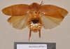 Pseudophoraspis nebulosa (Burmeister, 1838): Holotype, unsexed, dorsal. BMNH(E)#878972. (Otu).