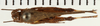 CollectionObject 1529614; NHRS NRM-ORTH 12994, 936c71d9-b9d4-4a73-9b28-19fd5a784c2d: male, dorsal view (holotype). (CollectionObject).