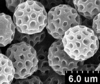 Brochosomes on Dichrophleps aurea (Fabricius, 1803): DP53 | French Guyana, Piste de Kaw, Pk 18-31, I-III.91 | MIZA. (Observation).