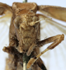 CollectionObject 1539800; 5ddb1771-fca9-40a7-84c2-d065d60ed469: female face (holotype of variety morata). (CollectionObject).