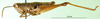 CollectionObject 1501333; 1a5bf21b-62c1-4f1b-bb08-083d559dc533: male, lateral view (syntype). (CollectionObject).