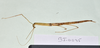 CollectionObject 1597597; 55cd2368-5fd0-45cd-a69c-c35513ec4ae3: copyright QM. female, lateral view (holotype). (CollectionObject).