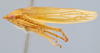 Habitus, lateral view: !! display not done !! on Gyponana (Gyponana) attenuens Hamilton, 1982: (Observation).
