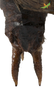 CollectionObject 1849351; 22df537f-02b1-4054-9e65-d4fe8568203c, Unioeste Cascavel K-0039A: Female. End of abdomen, dorsal view. (CollectionObject).