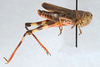 CollectionObject 2737807; 488e0acf-27f9-45e3-abb4-20aa81bdf37f, CNCI 13484: Boopedon nubilum (Lateral). Boopedon nubilum (Paratype). (CollectionObject).