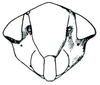 Head: !! display not done !! on Norvellina Ball, 1931: Norvellina mildredae, face. (Observation).
