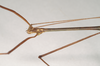 CollectionObject 1560716; NHMUK(SF IMPORT DUPLICATE) 844537, f06f00c4-7184-48a2-9b89-82e85eeb6f47: copyright Natural History Museum, London. male: head & thorax, lateral view (paralectotype) [= Paracalynda utilaensis (Zompro, 1998)]. (CollectionObject).