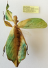 CollectionObject 1591424; f1b0d741-8fe5-4945-a7be-b601252ce9b9: copyright RBINS, Brussels. female (paratype). (CollectionObject).;CollectionObject 1591425; 73f53a4a-addf-4166-b647-84bc99bb65d7: copyright RBINS, Brussels. female (paratype). (CollectionObject).;CollectionObject 1591426; fc0d3e43-6abb-4460-958c-50a8290d00b4: copyright RBINS, Brussels. female (paratype). (CollectionObject).