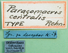 CollectionObject 1501317; c8523c01-edbc-438c-9e46-c50334699dd1: labels (holotype of Coryphosima centralis). (CollectionObject).