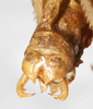 CollectionObject 1531606; NMW 6991, cb984fdc-8eca-4f25-8b5a-d85c179f72a1: male abdomen tip, dorsal view (holotype). (CollectionObject).