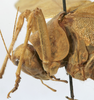 CollectionObject 1541638; 95dfaef9-062e-4a54-bccb-731b478c19a2: female head and pronotum, lateral view (syntype). (CollectionObject).