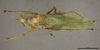 CollectionObject 2242662; 3273d924-1f35-43a6-8341-fe62b148f4a1: Male, dorsal habitus. (CollectionObject).