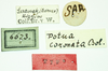 CollectionObject 1585889; 921f4ad9-85ae-4540-845a-608afc9cc77d: labels (syntype). (CollectionObject).